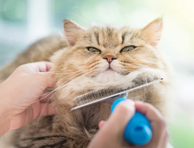 Person brushing a brown fluffy cat